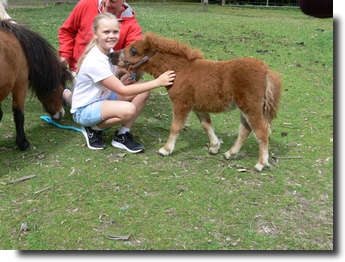 beltona miniature pony chestnut
                filly